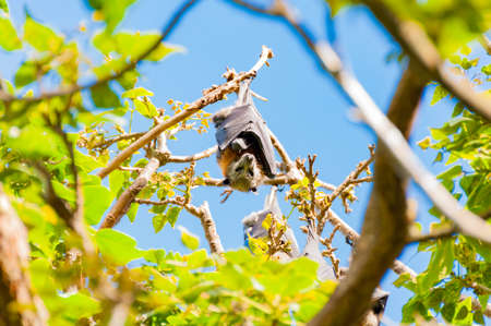 Flying fox or Australian fruit bat hanging on a tree and looking at camera. Day shotの写真素材