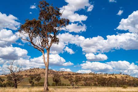 Picturesque landscape of Australian outback with tall eucalyptus tree on sunny dayの写真素材