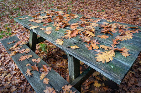 Wooden picnic table and bench covered with autumn, fall leavesの写真素材