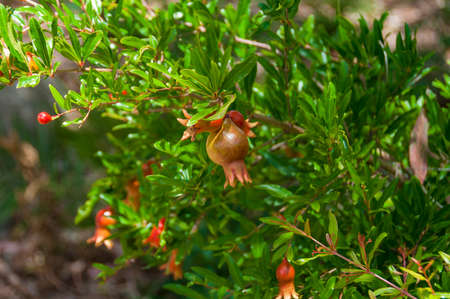 Pomegranate plant with small fruits