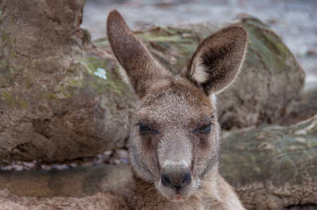 Australian kangaroo animal close up portrait. Australian wildlife backgroundの写真素材