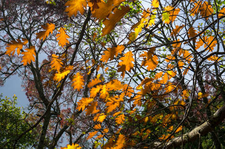 Autumn leaves against blue sky on the background. Seasonal nature background