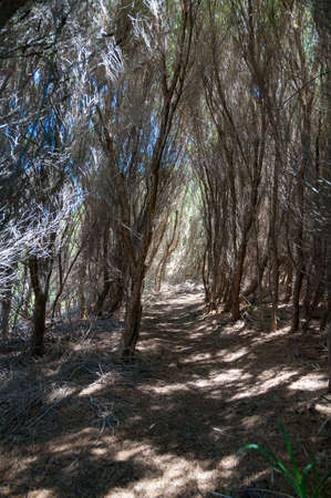 Hiking path among dry bush in the Australian outback. Nature background