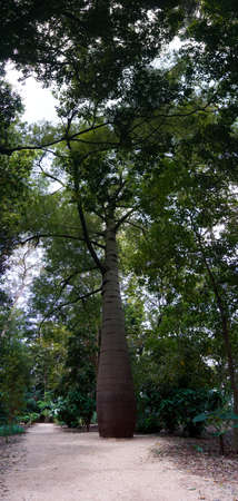 Huge bottle tree in a park, forest. Vertical panoramaの写真素材