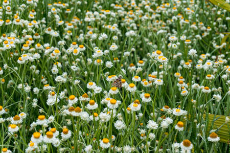 White and yellow chamomile flowers on a field, meadow. Nature backgroundの写真素材