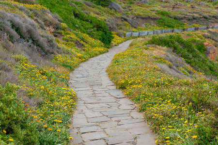 Cobble, stone foot path with green grass and yellow flowersの写真素材