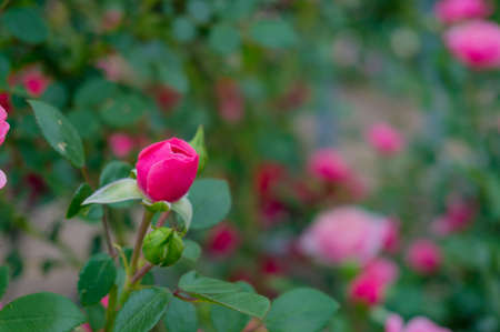 Colorful and vivid rose flower bud. Nature background. Selective focus, shallow DOFの写真素材