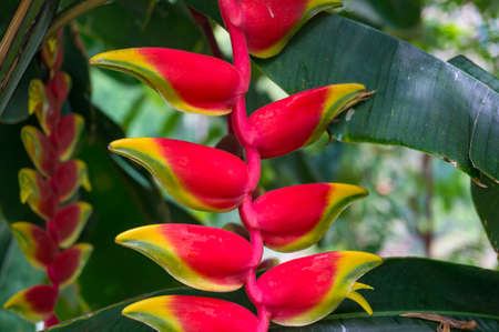 Colorful exotic flower, parrots beak or hanging lobster claw nature backgroundの写真素材