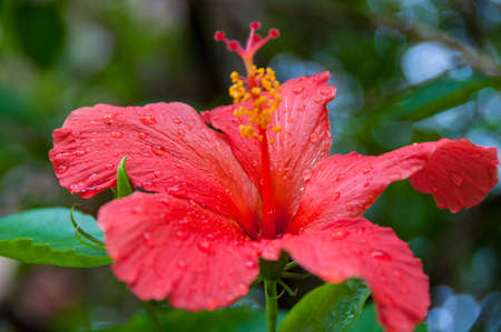 Close up of bright red hibiscus flower. Nature backgroundの写真素材