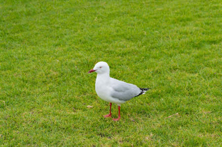Seagull bird standing on green lawn. Nature backgroundの写真素材