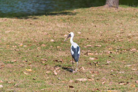 Asian openbill stork bird on the grass near the river. Nature backgroundの写真素材