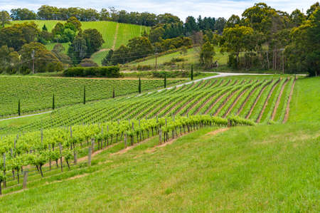 Spectacular countryside landscape of green vineyard, wineries fields. Nature backgroundの写真素材
