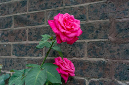 Beautiful bright pink roses in full bloom against old brick wall on the background