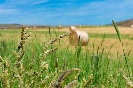 Countryside landscape of field grass with straw bale on the background. Selective focus, shallow DOFの写真素材