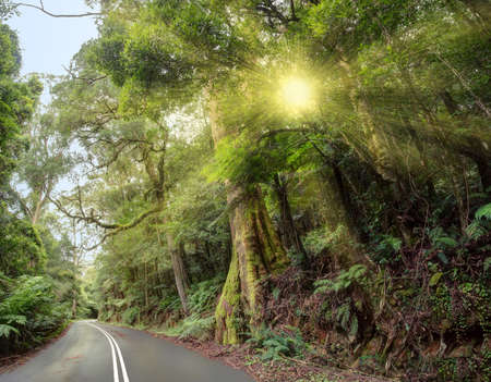 Forest landscape with empty road and sun beaming through leaves. Nature background. Collage, processed imageの写真素材