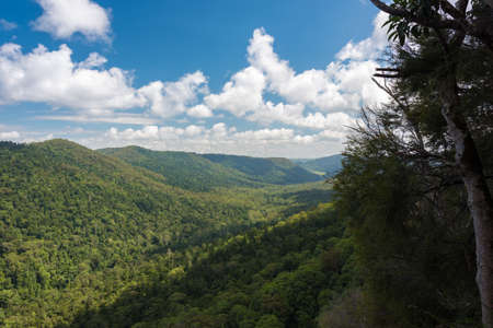 Panoramic view of green tropical forest and hills on sunny day. Summer landscape. Lamington National...