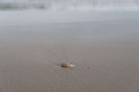 Close up of seashell in sand with waves on the background. Minimalistic summer beach background