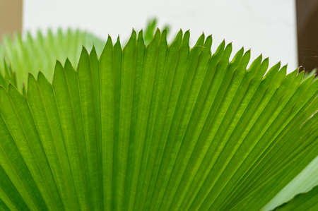 Bright green ruffled fan palm leaves texture nature background