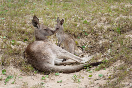 Kangaroo with joey kangaroo relaxing in the wild. Wild Australian animal sceneの写真素材
