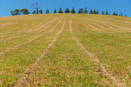 Hill with short dry grass against fir trees and blue sky on the background
