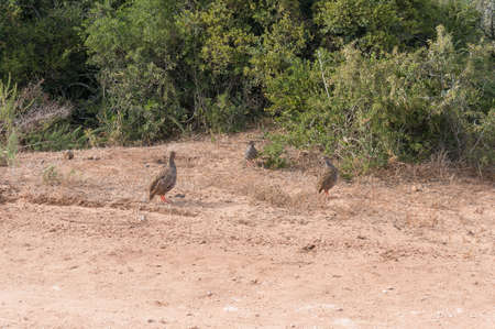 Grey-winged francolin birds foraging in natural habitat. African wildlife