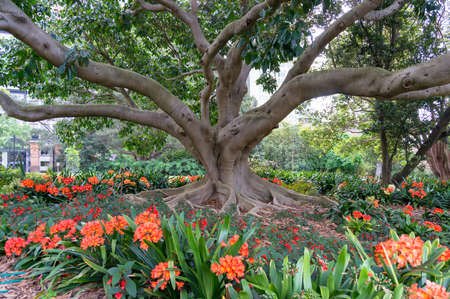 Large old tree in the park surrounded by bright orange lily flowers. Nature backgroundの写真素材