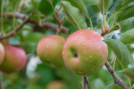Apple on a tree. Close up of apples hanging on a tree in orchard
