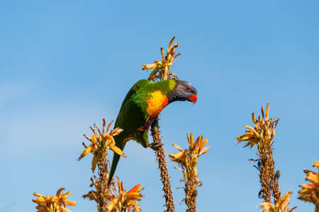 Bright rainbow lorikeet sitting on plant and looking at camera. Nature background