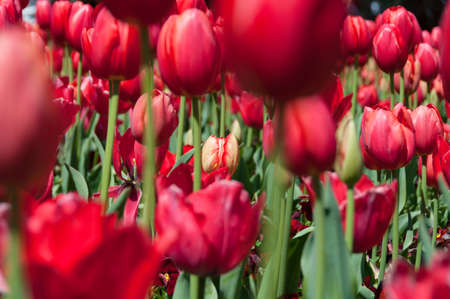Floral background of field of red tulips. Selective focusの写真素材