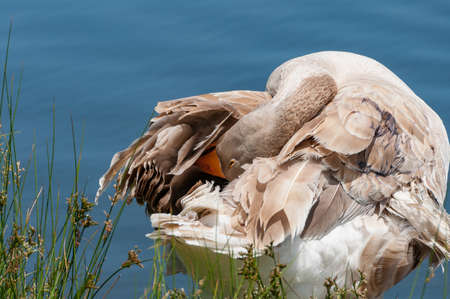 Grey domestic goose cleaning itself, grooming with a beak with sharp teeth visible. Farmyard scene, animal behaviorの写真素材