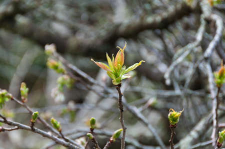 Young tree broken into leaf nature background. Tender young sprout, shoot with new leaves