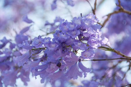 Delicate purple floral background of blooming jacaranda tree. Jacaranda tree is native to South Africaの写真素材
