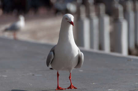 Seagull standing on street. Selective focus on birds red feetの写真素材