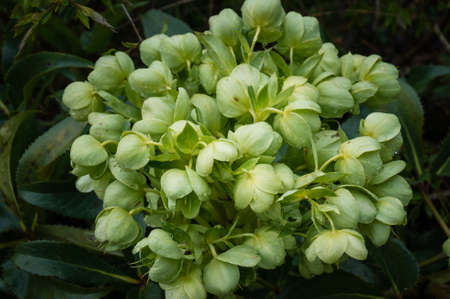 Close up of delicate green flowers with water drops in the garden. Fresh floral background photo
