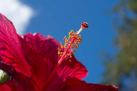 Close up of big hibiscus, Chinese rose flower against blue sky on the background. Summer nature...