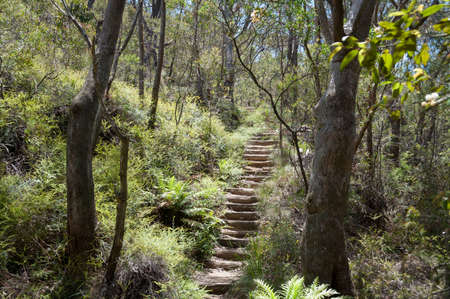Hiking path with stairs in eucalyptus forest with ferns in under grow. Natures track in Wentworth Falls, Blue Mountains in Australiaの写真素材