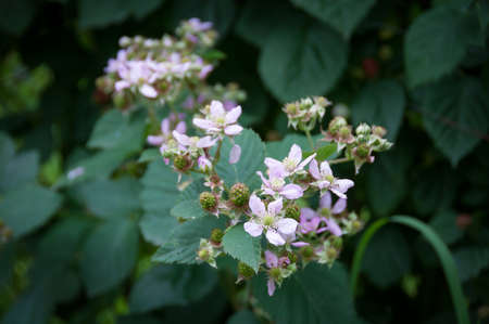 Flowering boysenberry plant on a branch in a garden. Growing organic food nature backgroundの写真素材