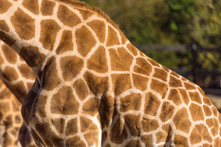 Close up of giraffe's skin with spots and mane. African wildlifeの写真素材