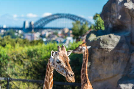African giraffes against Sydney Harbopur Bridge on the backgroundの写真素材