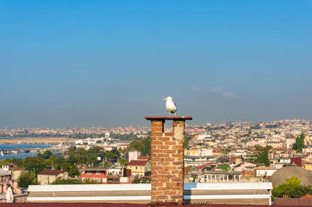 Seagull on chimney with cityscape on the background. Istanbul, Turkey