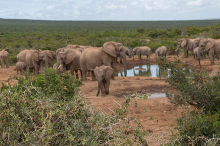 Wild acacia tree with thorns and leaves with herd of African elephants at dam on the background....