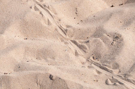Blue tongue lizard spoor on the sand. Wild reptile footprints on the ground