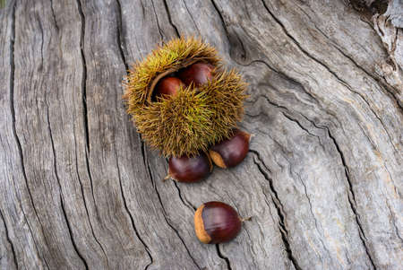 Close up of glossy brown chestnuts on organic wooden background