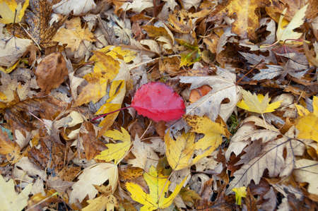Bright red leaf standing out of yellow leaves on forest floor nature background