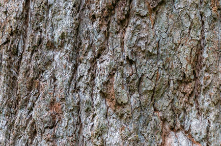 Close up of rugged tree bark texture. Nature backgroundの写真素材