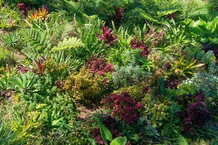 Close up of bright green and red purple decorative plants. Outdoor gardening lawn texture backgroundの写真素材