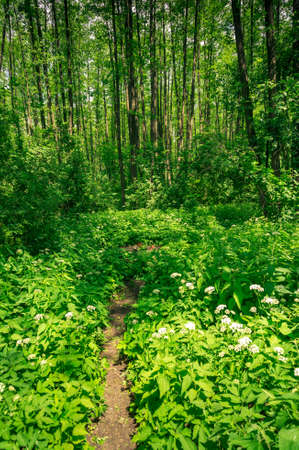 Beautiful summer forest with footpath among wild flowers and tall treesの写真素材