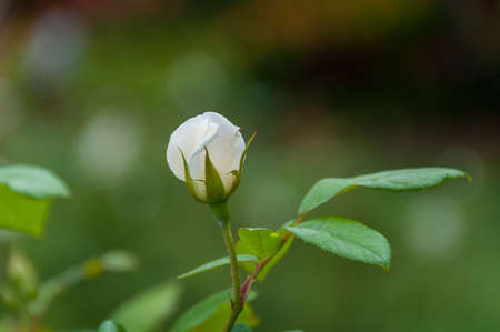 Close up of cream white rose bud with green leaves and bokeh backgroundの写真素材