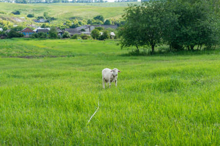 Cute young sheep on green paddock with village on the background. Countryside agriculture sceneの写真素材
