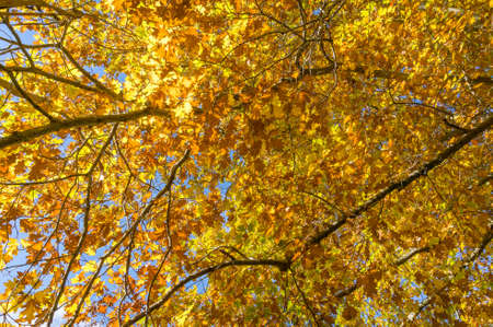 Bright golden yellow autumn leaves nature background. Sunlit fall foliage texture
